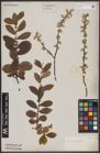 Foto von Salix aurita L.